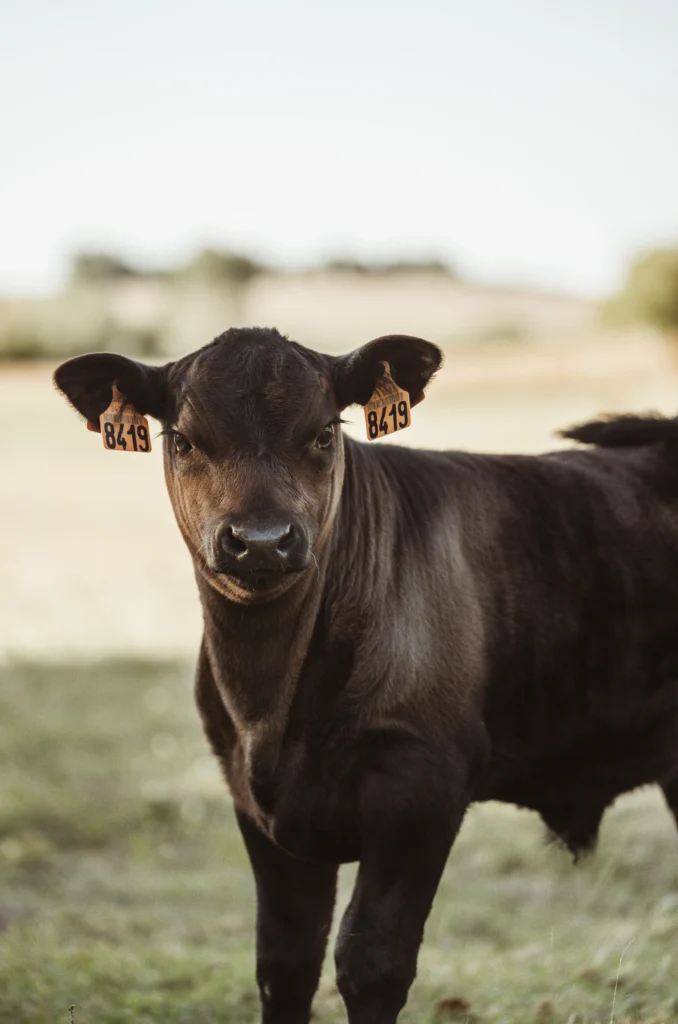 Veau Angus élevage Dordogne