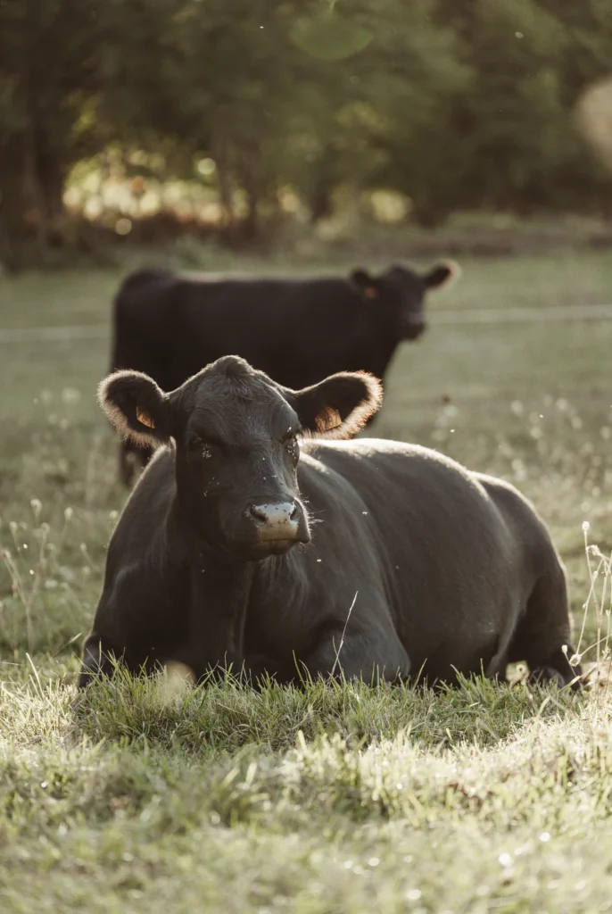 Elevage Aberdeen Angus Dordogne