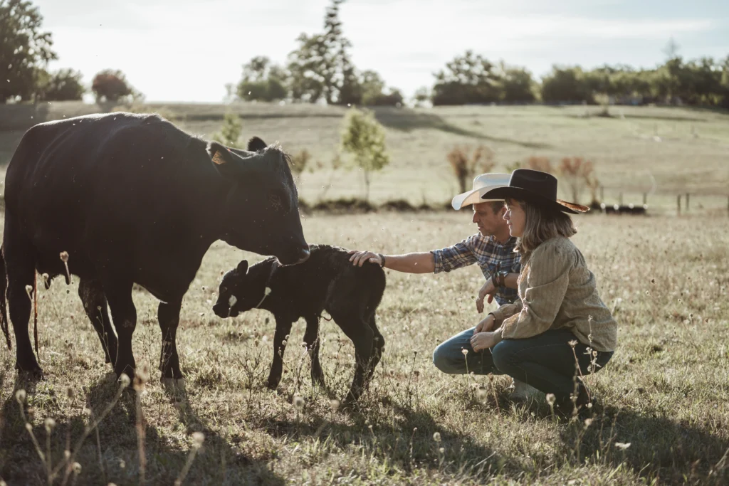 Elevage Angus Dordogne, veau