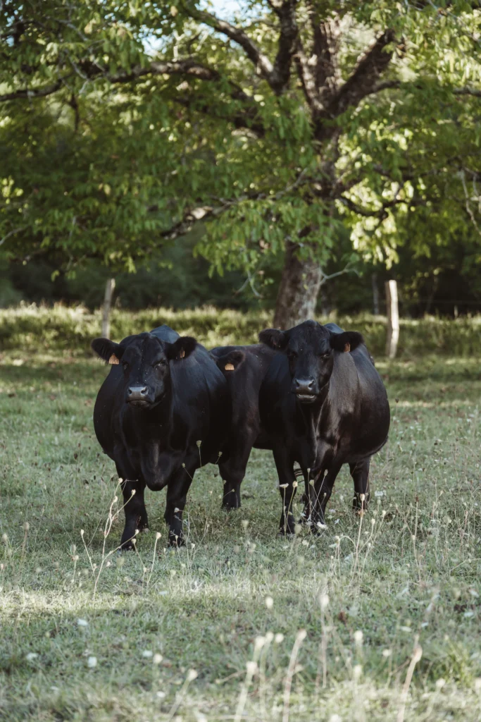 Elevage Aberdeen Angus Dordogne