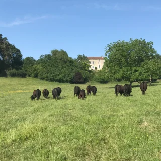 Prairies, pâturage, herbe, Angus
