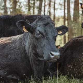 Boeuf Angus 30 mois 100% à l'herbe