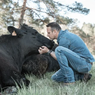 Câlin Angus. Docilité des animaux. Sélection génétique.
