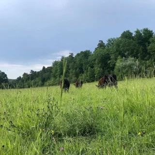 Pâturage tournant vaches