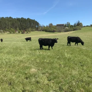 Vaches Angus Dordogne. Troupeau 100% à l'herbe.