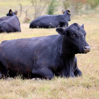 Vaches Angus Dordogne
