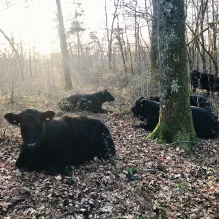 Agroforesterie Angus plein air intégral