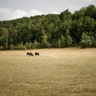 Prairies de Laloubarie - Angus Dordogne