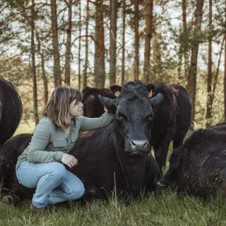 Bien être animal et proximité avec nos vaches. Eleveurs bovins Dordogne.
